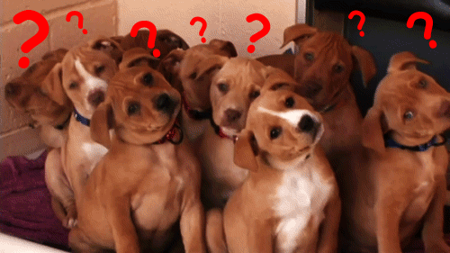 lots-of-puppy-questions